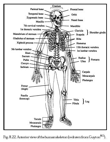 Bones System