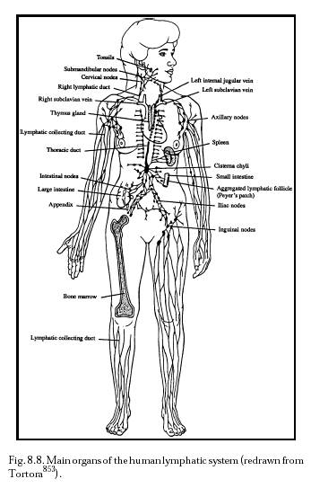 circulatory system images. cardiovascular system