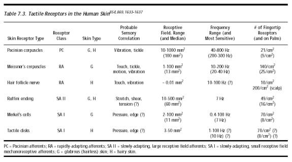 receptors in human skin. Tactile Receptors in the Human